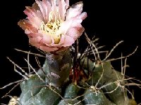 Gymnocalycium striglianum ssp aeneum GN 90-120-893 JJH.jpg